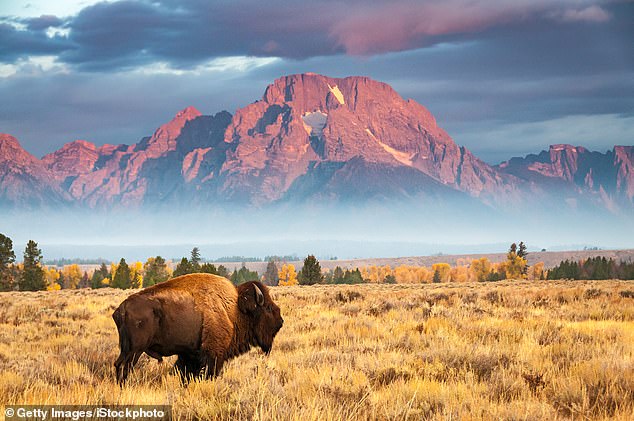 Bison grazing with snow-capped mountains near Jackson Hole in the background