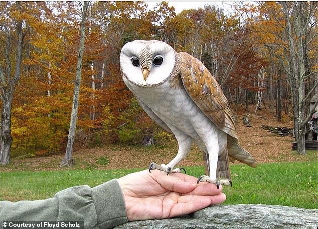 Scholz's hyper-real sculptures are so convincing that blue jays and crows have been known to attack them, mistaking them for real predators (Scholz is pictured holding a barn owl he carved for a commission)