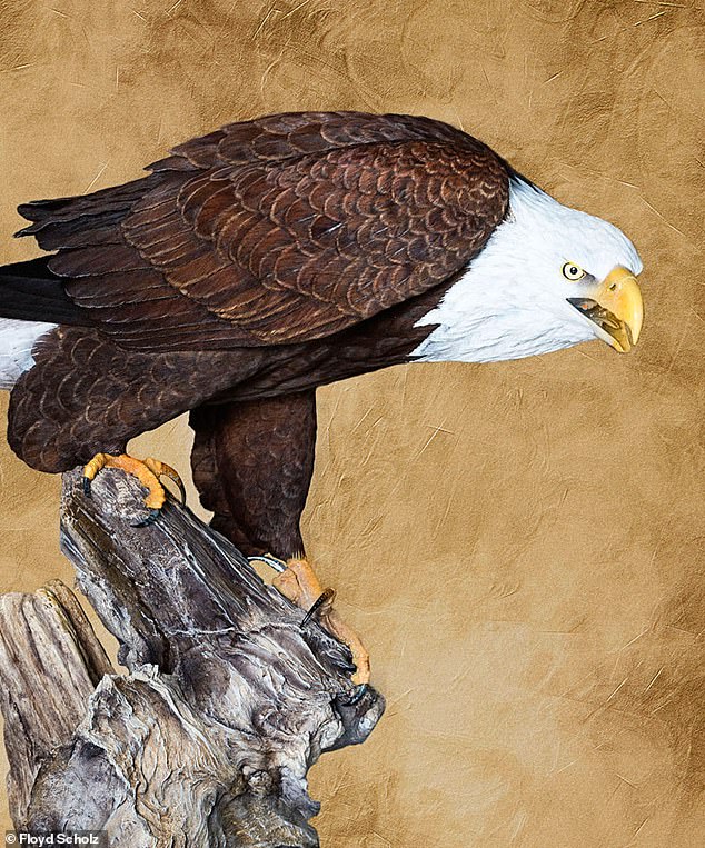 Bald Eagle carving completed by Scholz in 2014