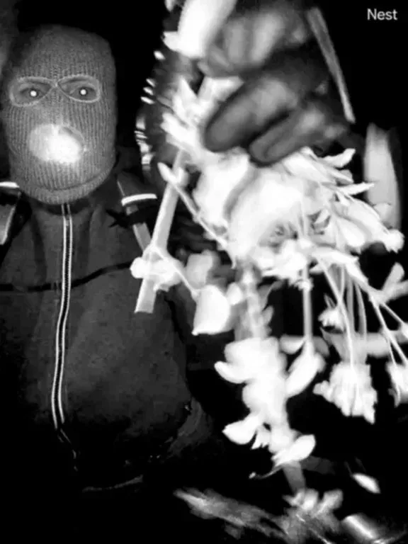 Security camera still showing a masked suspect holding flowers at a doorway.